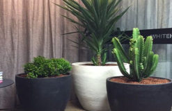 4 Cactus Plants For Your Garden