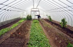 You will become restless by knowing these benefits of greenhouse