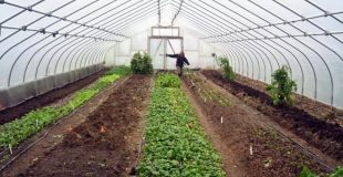 You will become restless by knowing these benefits of greenhouse