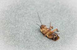 Preventative Measures: How to Keep Pests Out of Your Home