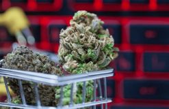Your Comprehensive Guide to Purchasing Cannabis in Canada