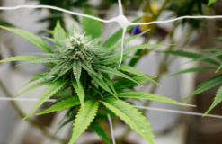 THCA Carts: Take Control of Your Cannabis Journey