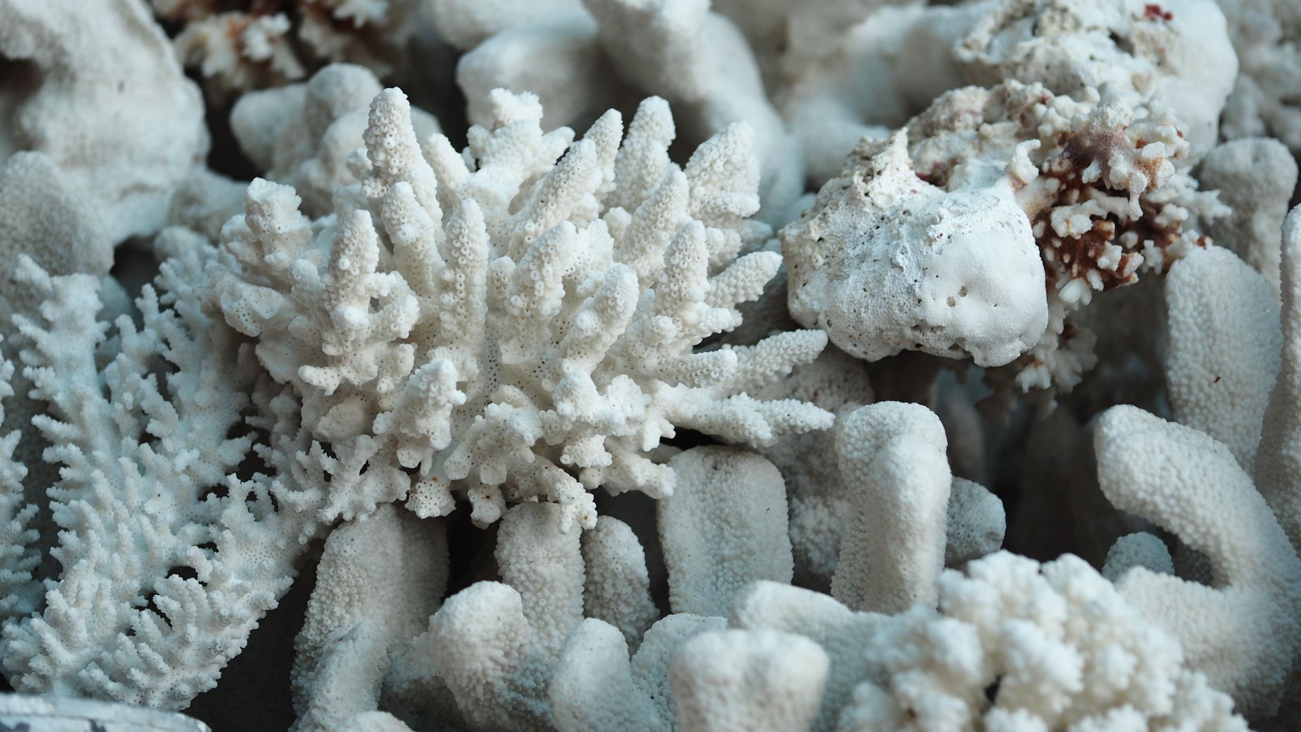 bleached corals
