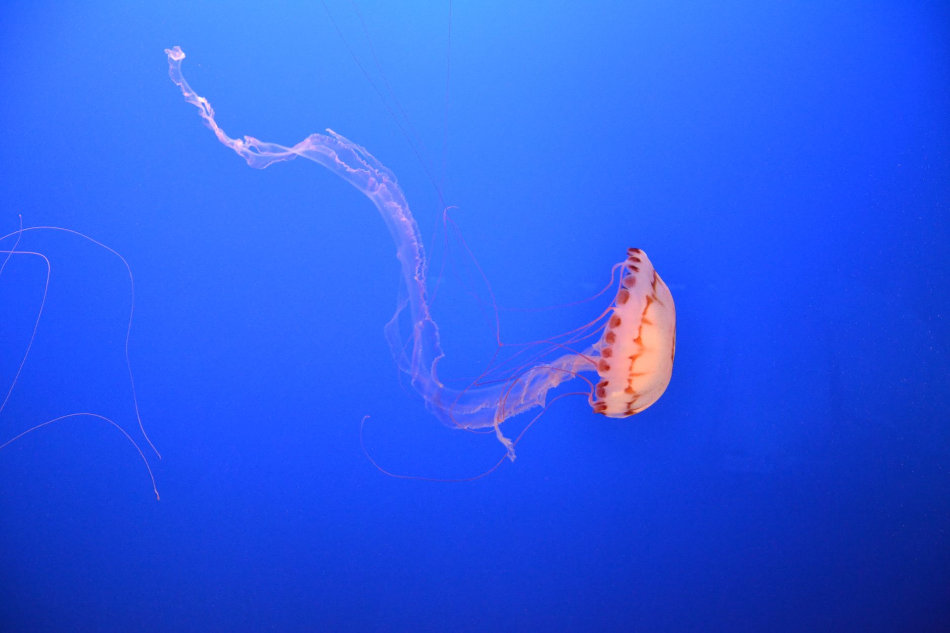 Are Tentacles Dangling from Beak the Worst Sign for Wildlife?